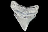 Serrated, Juvenile Megalodon Tooth - Georgia #111632-1